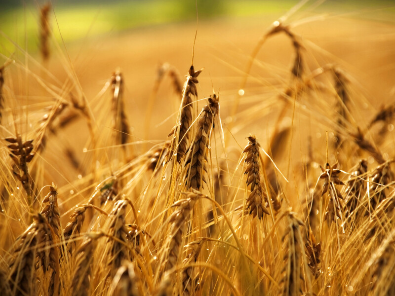 Europese bakkerijsector verenigt zich voor duurzame tarwe