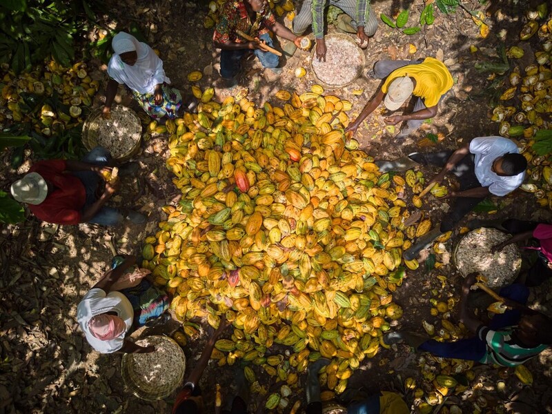 Ofi&rsquo;s cacao-divisie verhoogt ambities voor regeneratieve landbouw